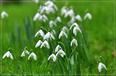 snowdrops 